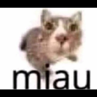 miau