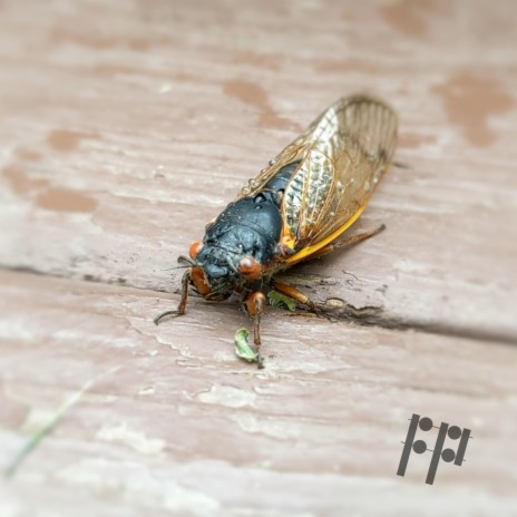 Cicada