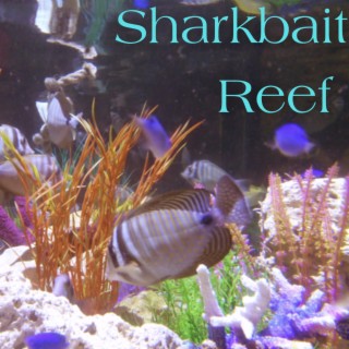 Sharkbait Reef
