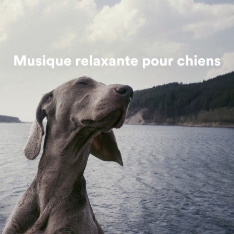 In the Air ft. Musique Relaxante pour Chiens & Dog Music Club