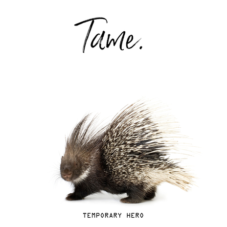 Tame (ALTPOP Remix) | Boomplay Music
