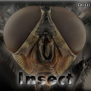 Insect