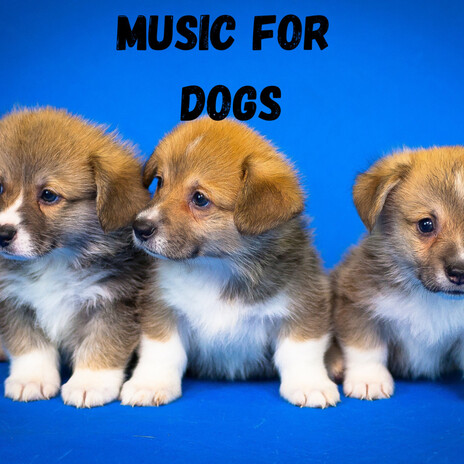 Music For Relaxation ft. Music For Dogs Peace, Relaxing Puppy Music & Calm Pets Music Academy | Boomplay Music