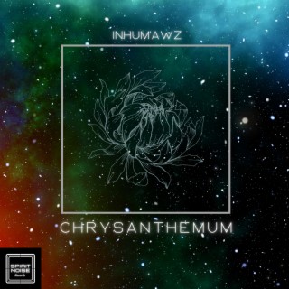 Chrysanthemum