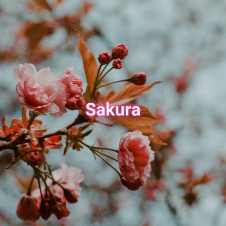 Sakura | Boomplay Music