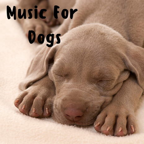 Calm Soul ft. Music For Dogs Peace, Relaxing Puppy Music & Calm Pets Music Academy | Boomplay Music
