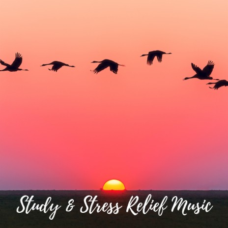 Study Music - Relaxing Music for Studying and Stress Relief | Boomplay Music