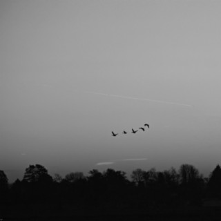 Birds Flying By