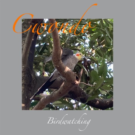 Birdwatching | Boomplay Music