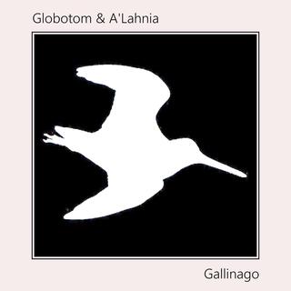 Gallinago