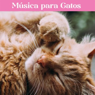 Música para Gatos