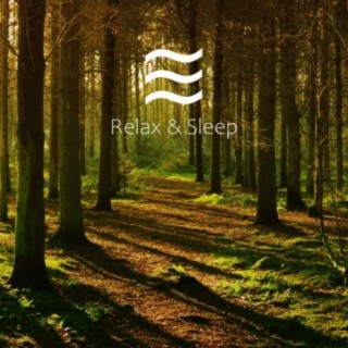 Forest Sleep Sounds for Sooth Children