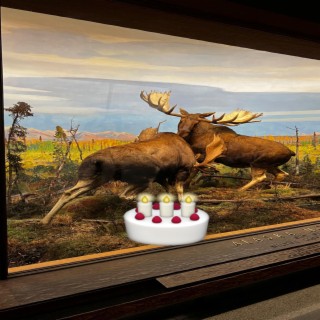 HAPPY BIRTHDAY, FROM MOOSE TO YOU
