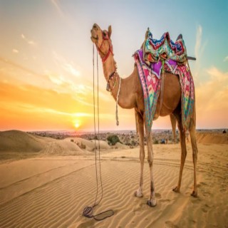 Camel Trip