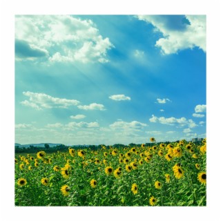 Lie on the Grass and Look at the Clouds