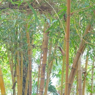 Jardin Majorelle