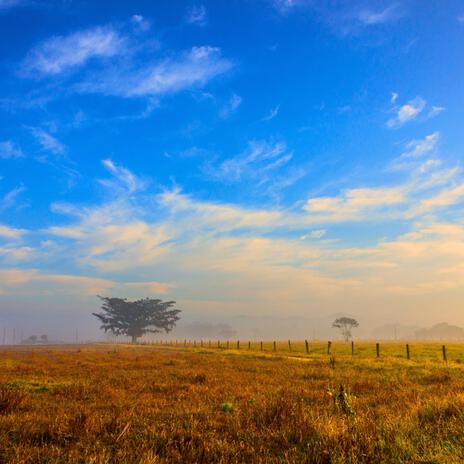 Forrozinho Interior Nordestino | Boomplay Music