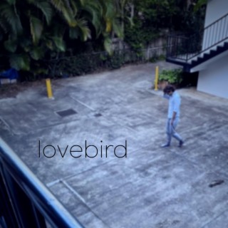 lovebird