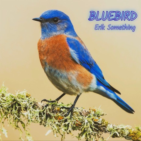 Bluebird | Boomplay Music