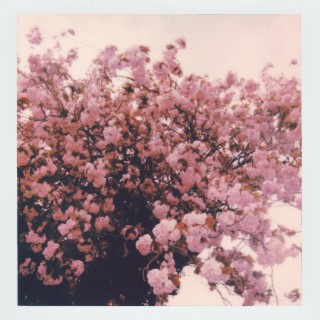 Cherry blossom ballad