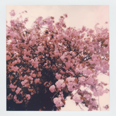 Cherry blossom ballad | Boomplay Music