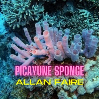 Picayune Sponge
