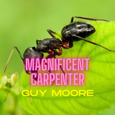 Magnificent Carpenter | Boomplay Music