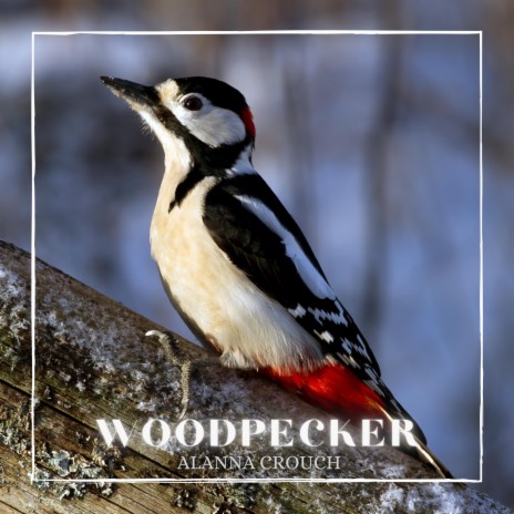 Woodpecker | Boomplay Music