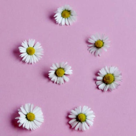 Daisies | Boomplay Music