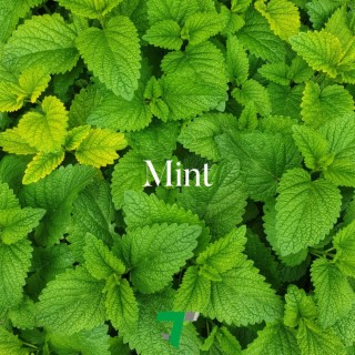 Mint