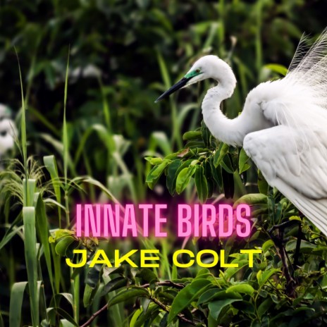 Innate Birds | Boomplay Music
