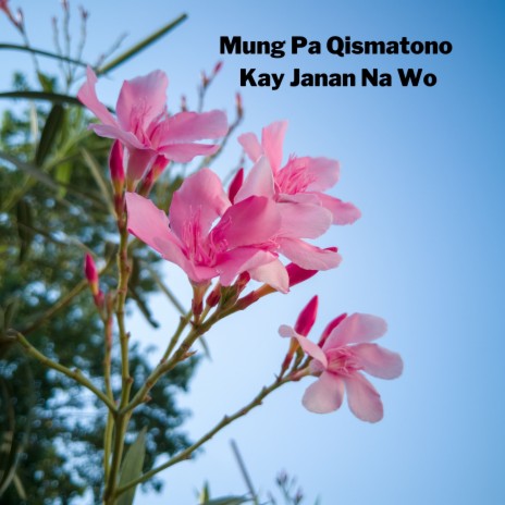 Mung Pa Qismatono K Janan Na Wo ft. Nadir Ashna | Boomplay Music