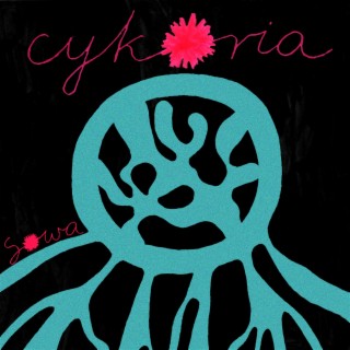 Cykoria