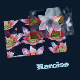 Narciso