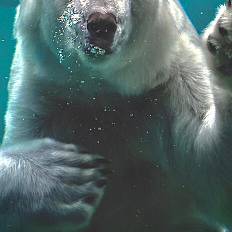 Polar Bear ft. Jagpaw