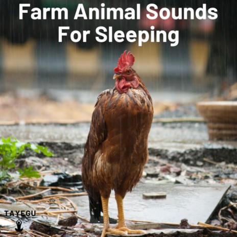 Farm Animal Sounds For Sleeping and Rain 1 Hour Chicken Birds Relaxing Nature Ambience Yoga Meditation Sounds For Sleeping Relaxation or Studying
