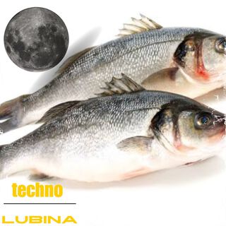 Techno Lubina