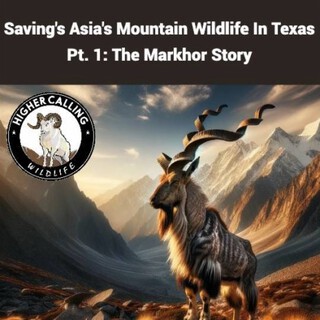 Saving Asia's Mountain Wildlife In Texas Pt. 1