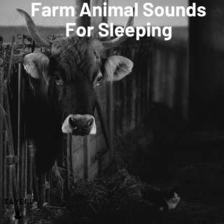 Farm Animal Sounds For Sleeping Rain and Cow Horse in Barn 1 Hour Relaxing Nature Ambience Yoga Meditation Sounds For Sleeping Relaxation or Studying