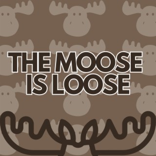 The Moose Is Loose