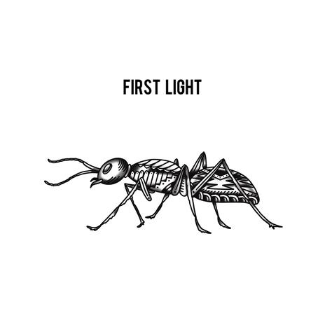 First Light | Boomplay Music