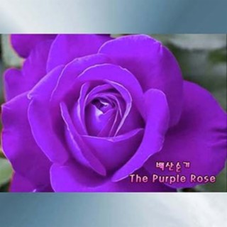 The Purple Rose