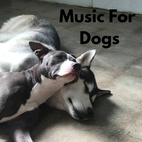 Calm Piano Music For Dogs ft. Music For Dogs Peace, Relaxing Puppy Music & Calm Pets Music Academy | Boomplay Music