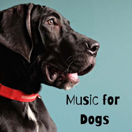 Mellow Soft Song ft. Music For Dogs Peace, Relaxing Puppy Music & Calm Pets Music Academy | Boomplay Music