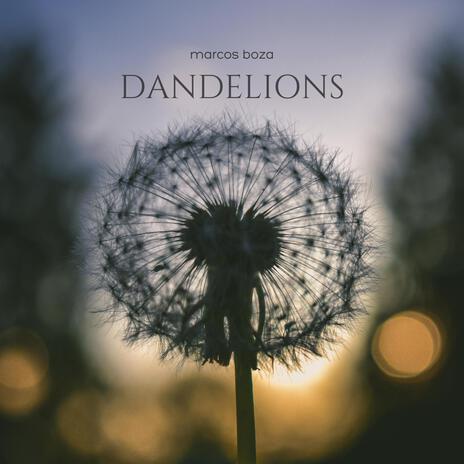 Dandelions