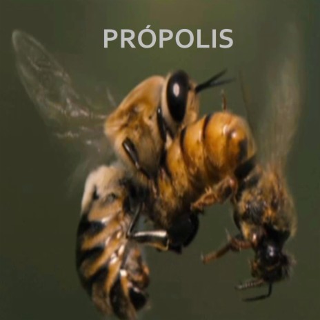 Própolis