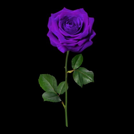 Purple Rose | Boomplay Music