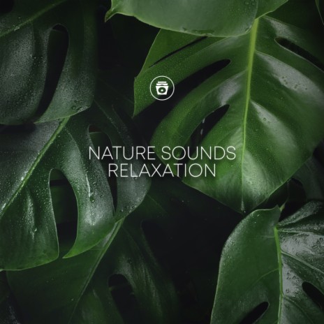Abstract Nature Sounds