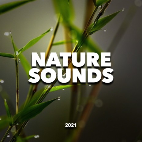Rain Sounds Of Life (Organic Mix)