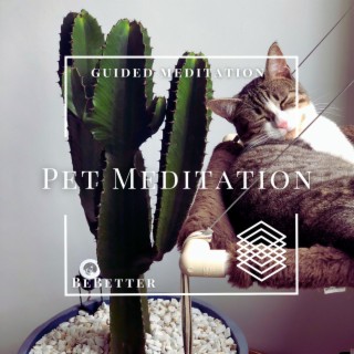 Guided Pet Meditation The Love Of Our Pets